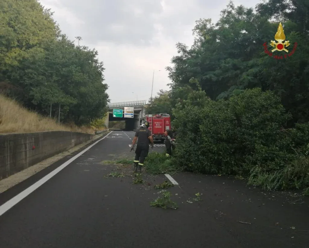 rimozione albero raccordo svincolo cassia bis