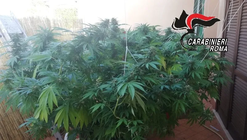 marjuana pollice verde guidonia