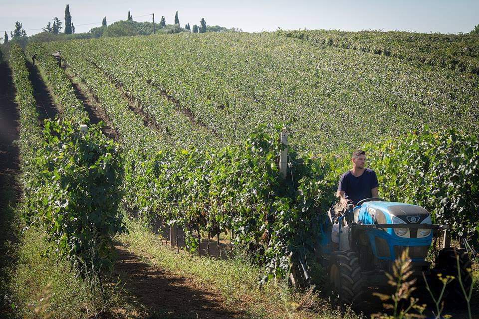 Vendemmia