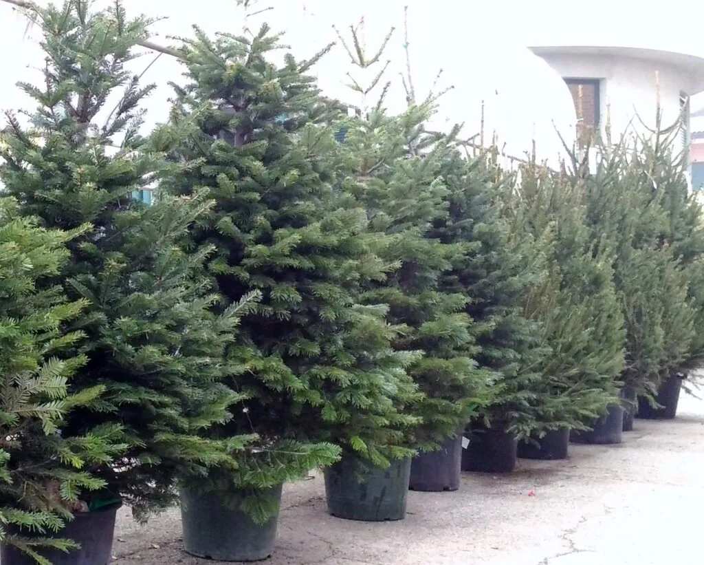 Alberi di Natale di Ikea invenduti distribuiti gratuitamente a San Polo dei Cavalieri
