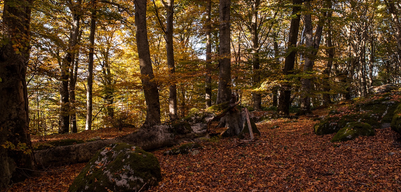 Sul Monte Livata una faggeta da… favola Tiburno Tv Sul Monte Livata una faggeta da… favola Tiburno Tv