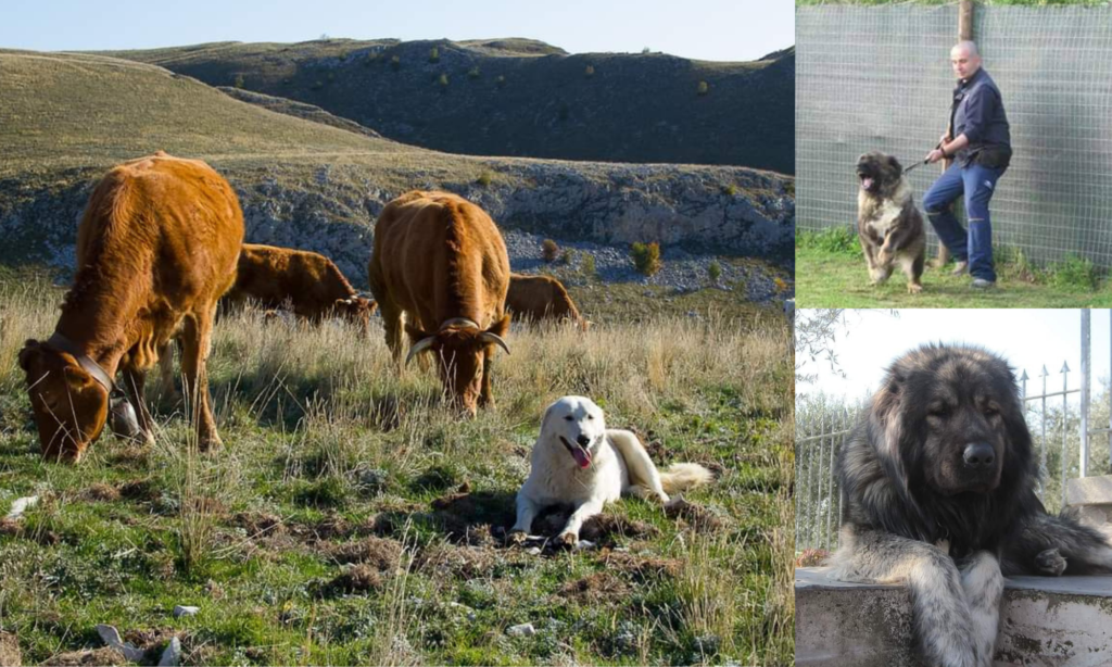 Il Pastore del Caucaso, una storica razza di cane da lavoro, a guardia
