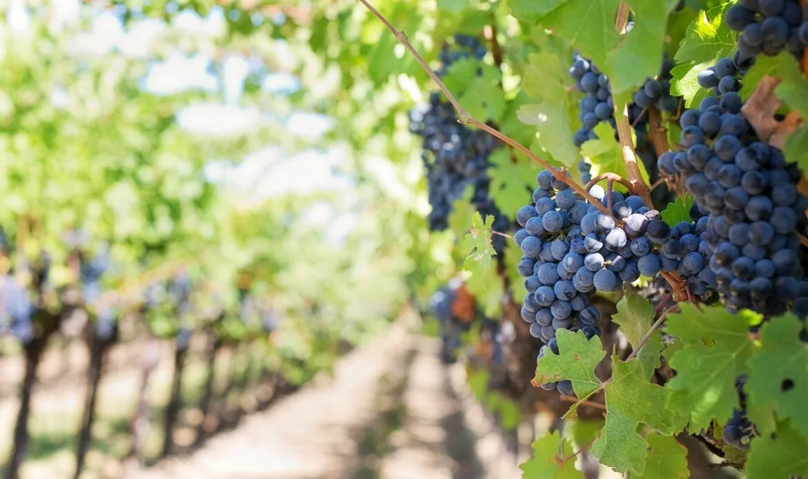 vino