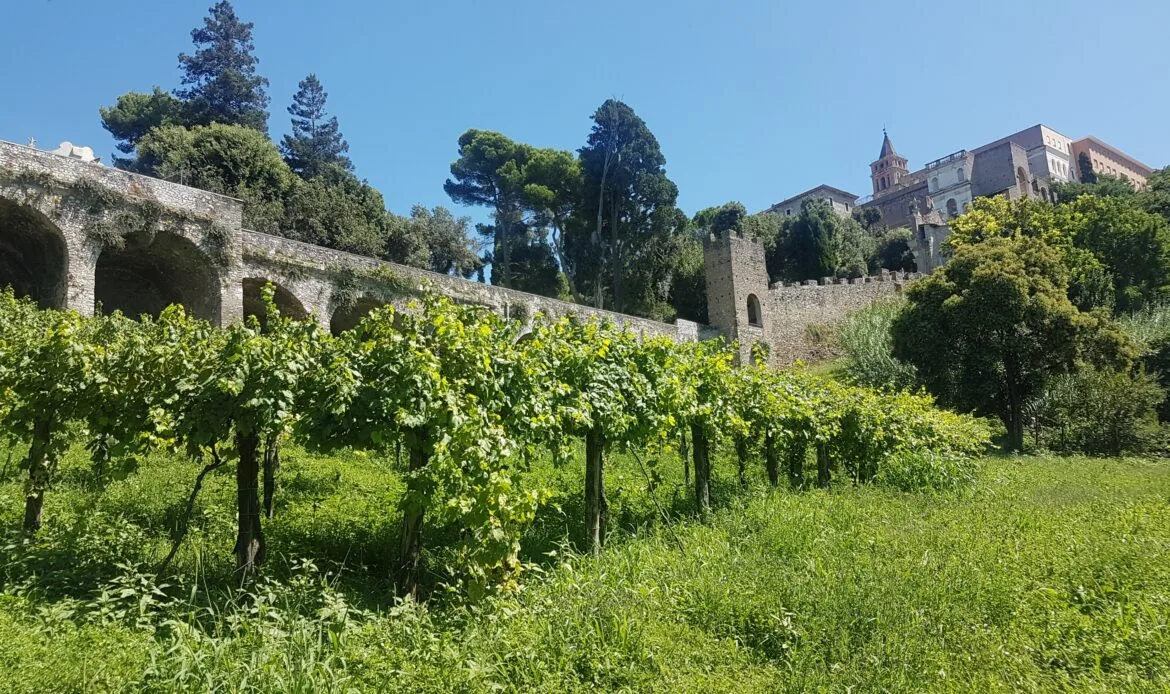 Le vigne di Pizzutello che sono state realizzate sotto la Villa d'Este