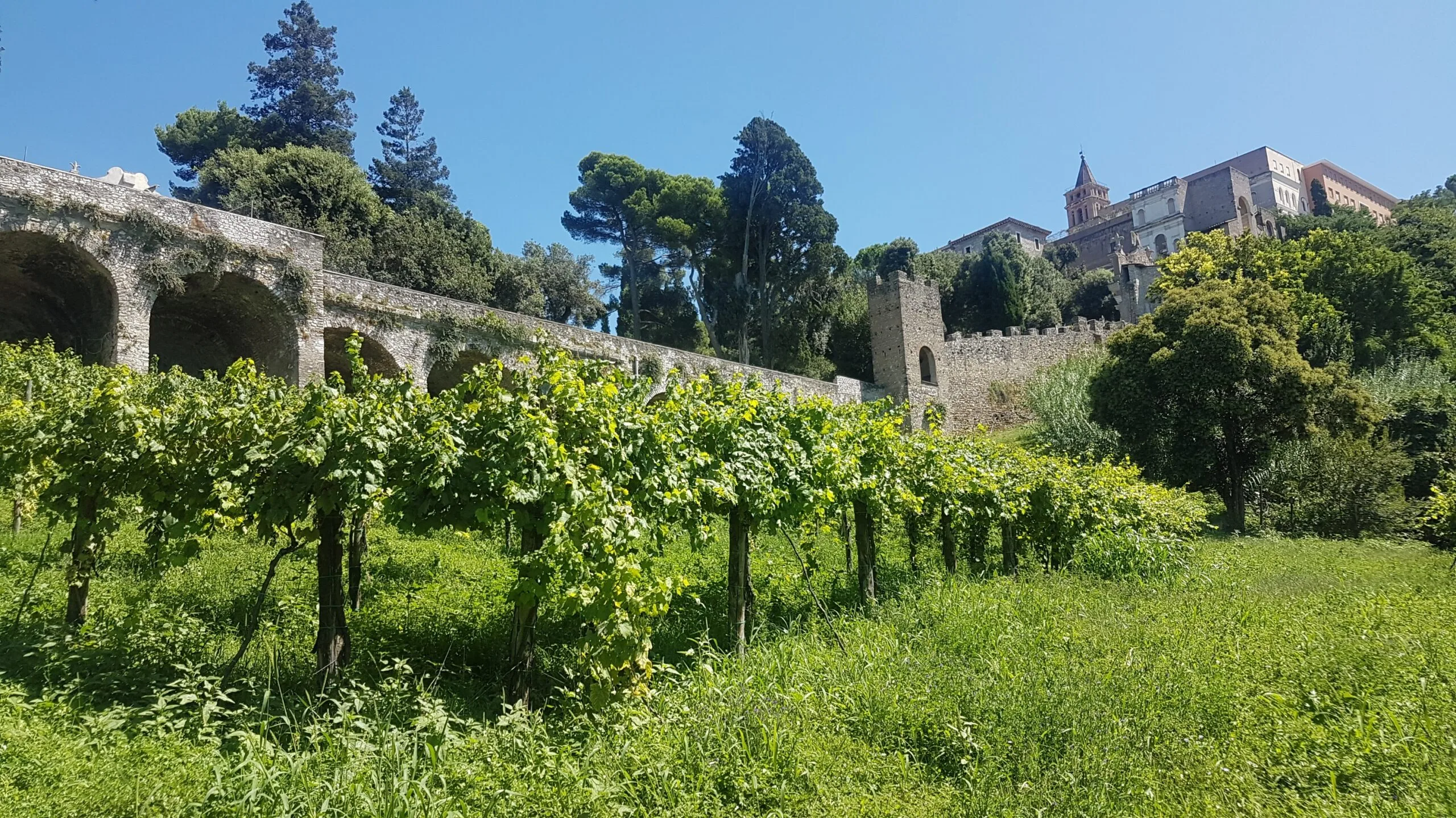 Le vigne di Pizzutello che sono state realizzate sotto la Villa d'Este