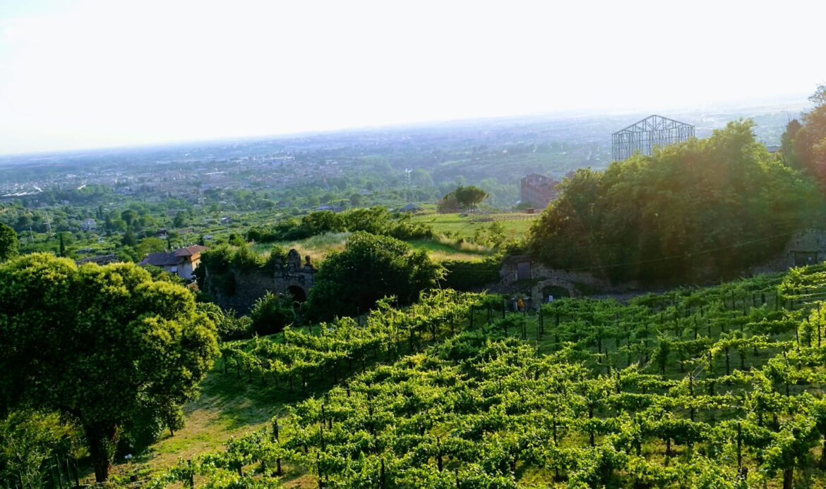 Le vigne di pizzutello del Cardinale Ippolito sono rinate sotto la Villa d'Este