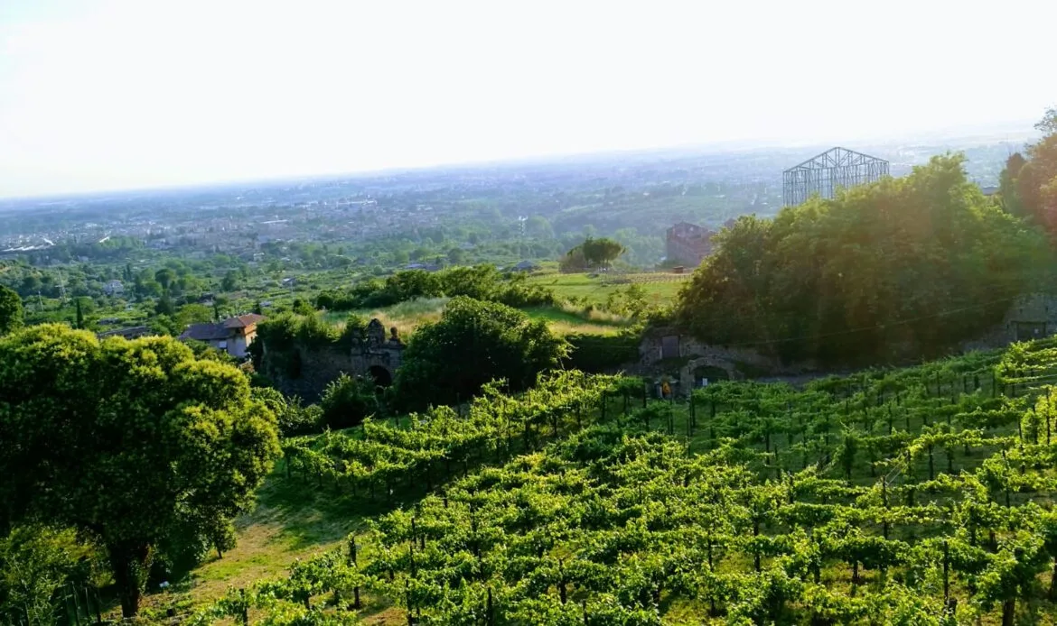Le vigne di pizzutello del Cardinale Ippolito sono rinate sotto la Villa d'Este