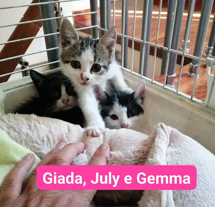 Alcuni dei gatti in adozione dell'associazione Mici di Lory