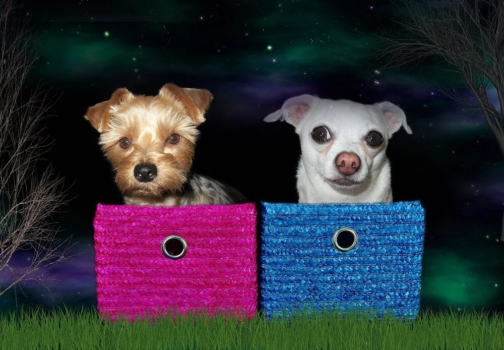 pet care