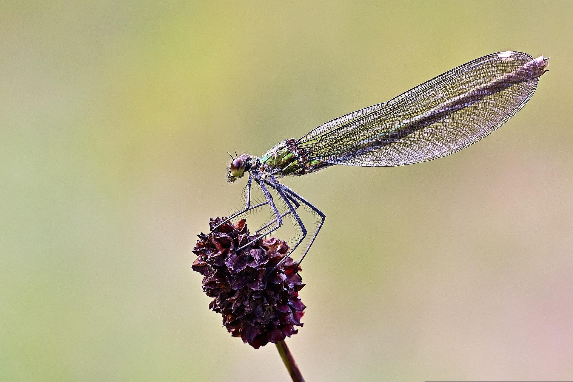 Noi e gli insetti: c'è l'ottobre entomologico romano - Tiburno Tv