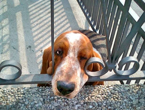 GUIDONIA - Lascia il cane sul balcone sotto al sole: italiana denunciata