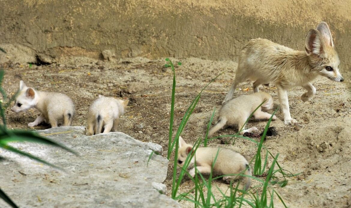Al Bioparco di Roma sono nati 5 fennec