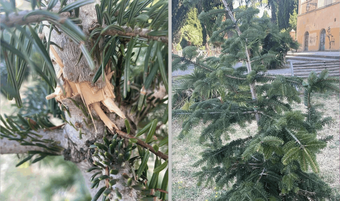 TIVOLI - Vandali a Villa Braschi: spezzato l'abete della pace piantato dai cittadini