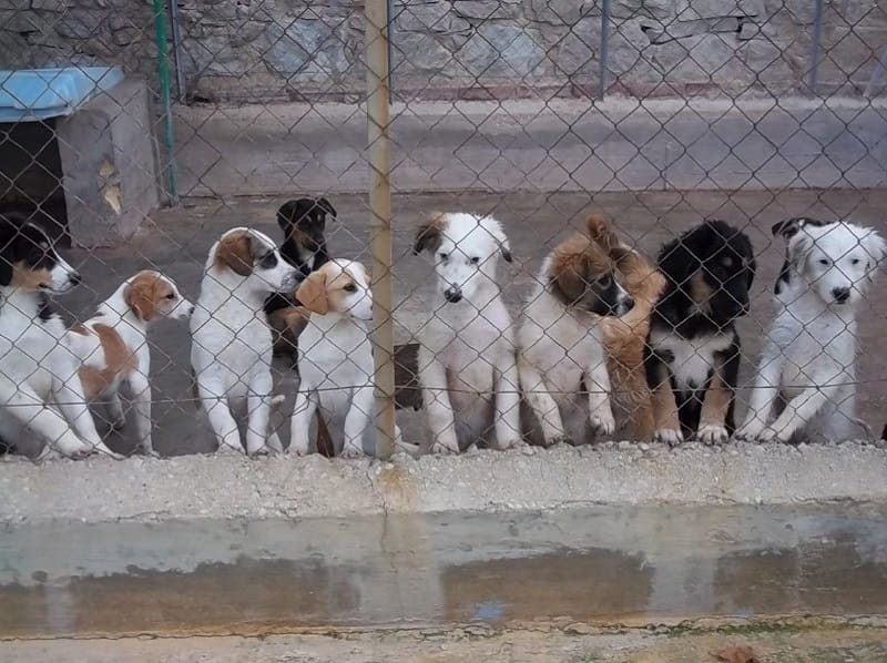 PALOMBARA SABINA - Ricovero scambiato per un canile: il Tar annulla l’ordine di demolizione