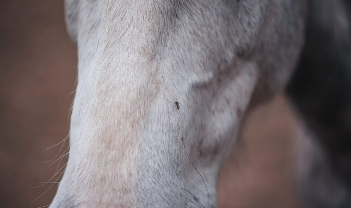 SANT'ANGELO ROMANO - West Nile Virus, anche un cavallo infettato dalla puntura di zanzara