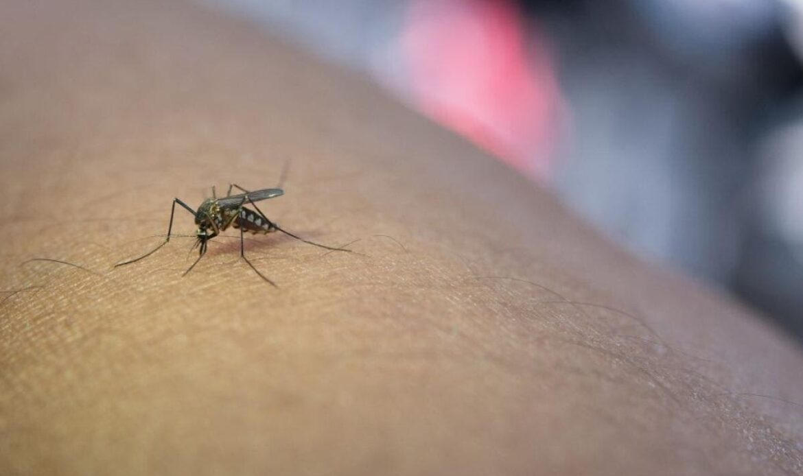 GUIDONIA - West Nile Virus, uomo in ospedale per una puntura di zanzara