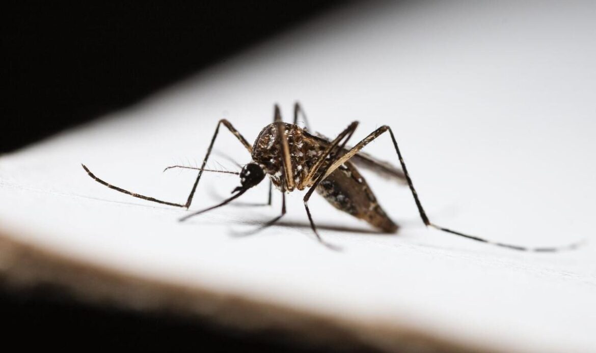 TIVOLI – West Nile Virus,un cavallo positivo