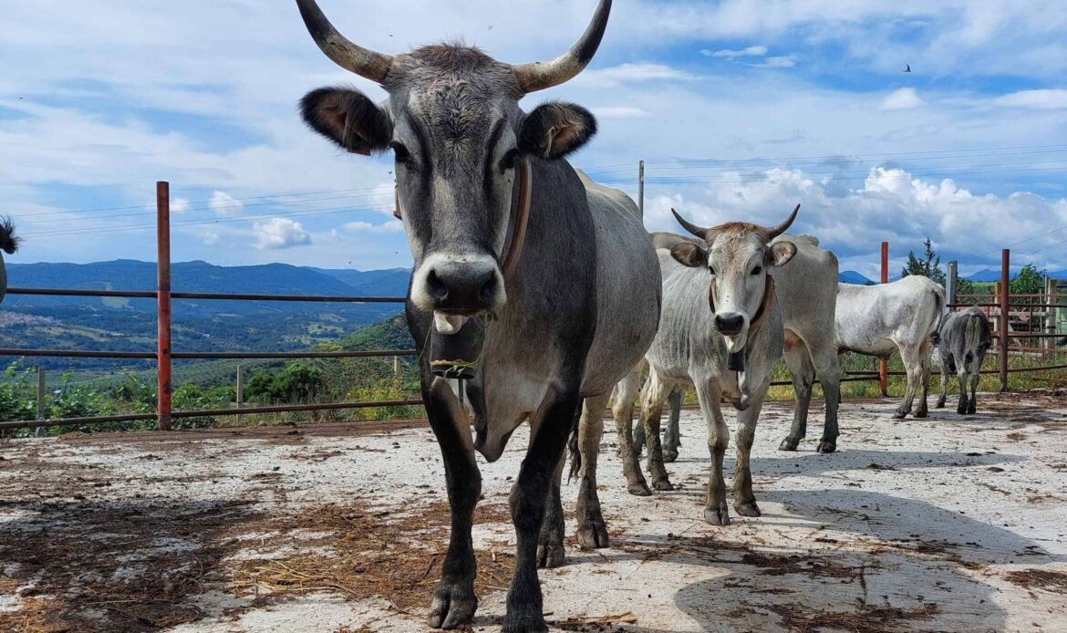 CAPENA – Bovini allo stato brado invadono la strada pubblica