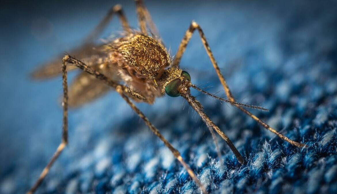MENTANA – Un caso di West Nile Virus nella città garibaldina