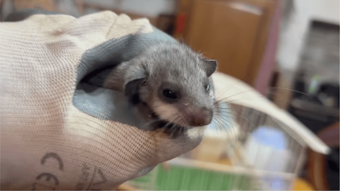 MARCELLINA - Ghiro salvato da Guardie Zoofile e Guardiaparco dei Monti Lucretili