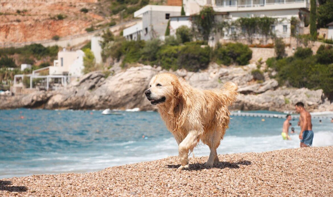 Estate - vacanze sì, ma senza dimenticare gli animali