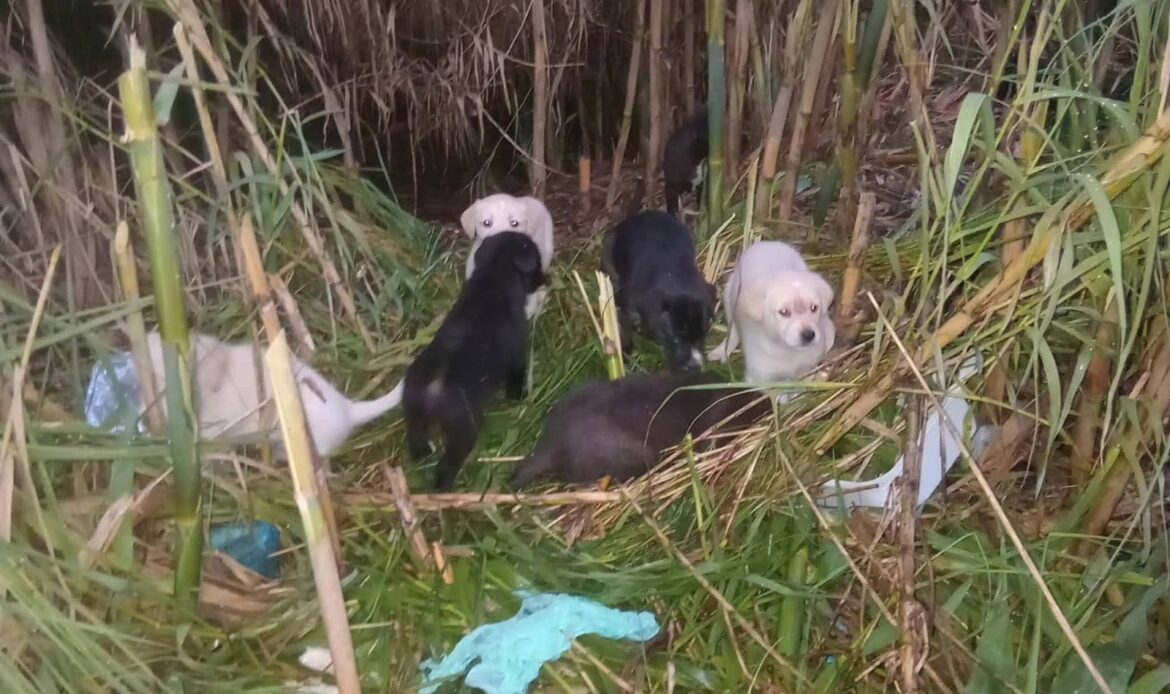 TIVOLI - Randagi nelle cave: gli animalisti contro Comune e garanti