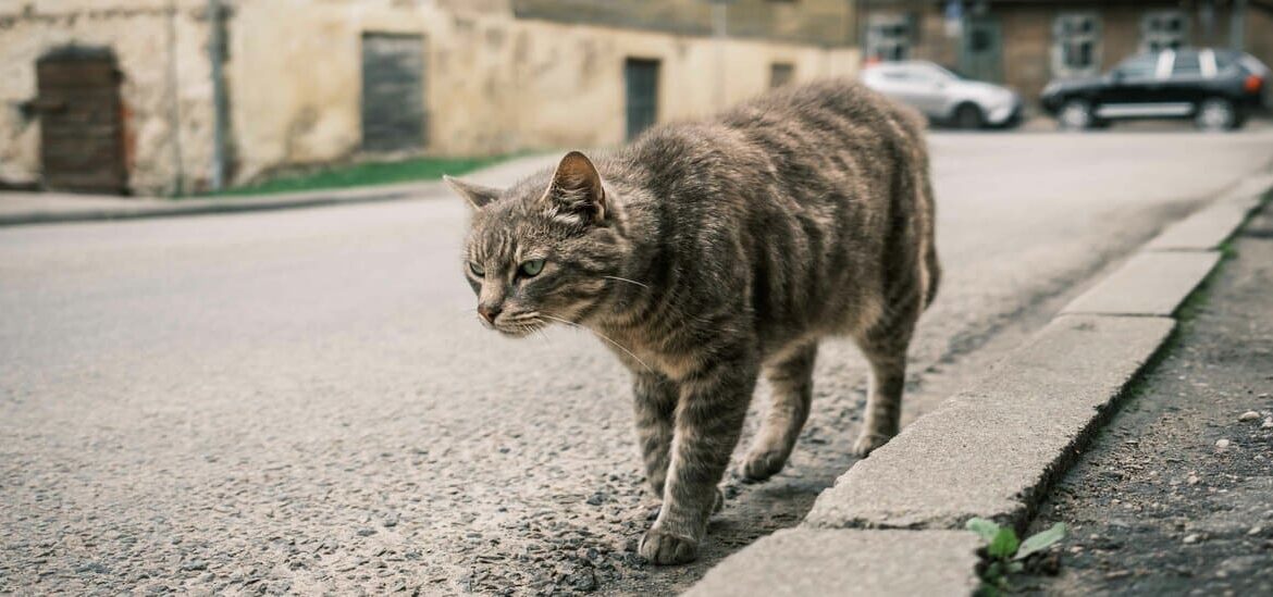 ANTICOLI CORRADO - “SOS Gatti”, via al piano di censimento e sterilizzazione