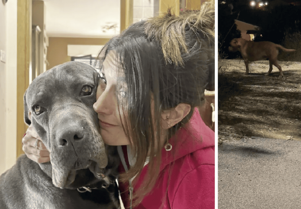 FONTE NUOVA - Cani killer vagano ancora in strada: sos ad Asl e Polizia Locale