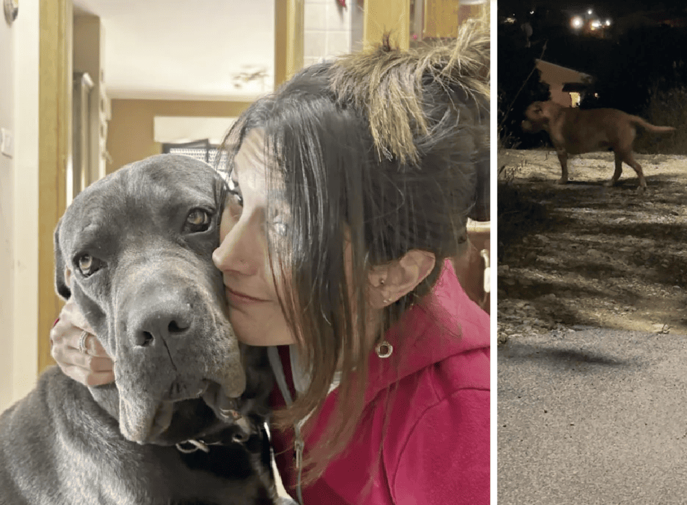 Cani killer vagano ancora in strada: sos ad Asl e Polizia Locale