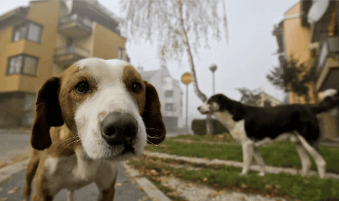 MARCELLINA – Raccolta di generi alimentari per cani e gatti