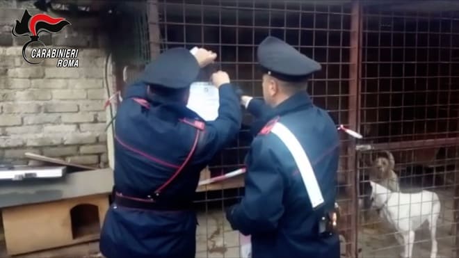 CINETO ROMANO – “Vendono e maltrattano i cani rubati”, non era vero: assolti