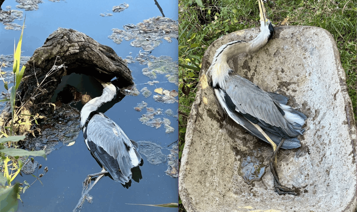 NAZZANO - A caccia nella Riserva Naturale: due aironi cenerini uccisi a fucilate