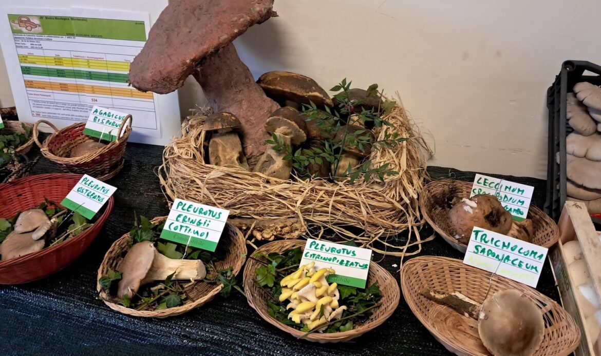 MONTECELIO – Torna la Mostra dei Funghi inventata da Costantino Giubilei
