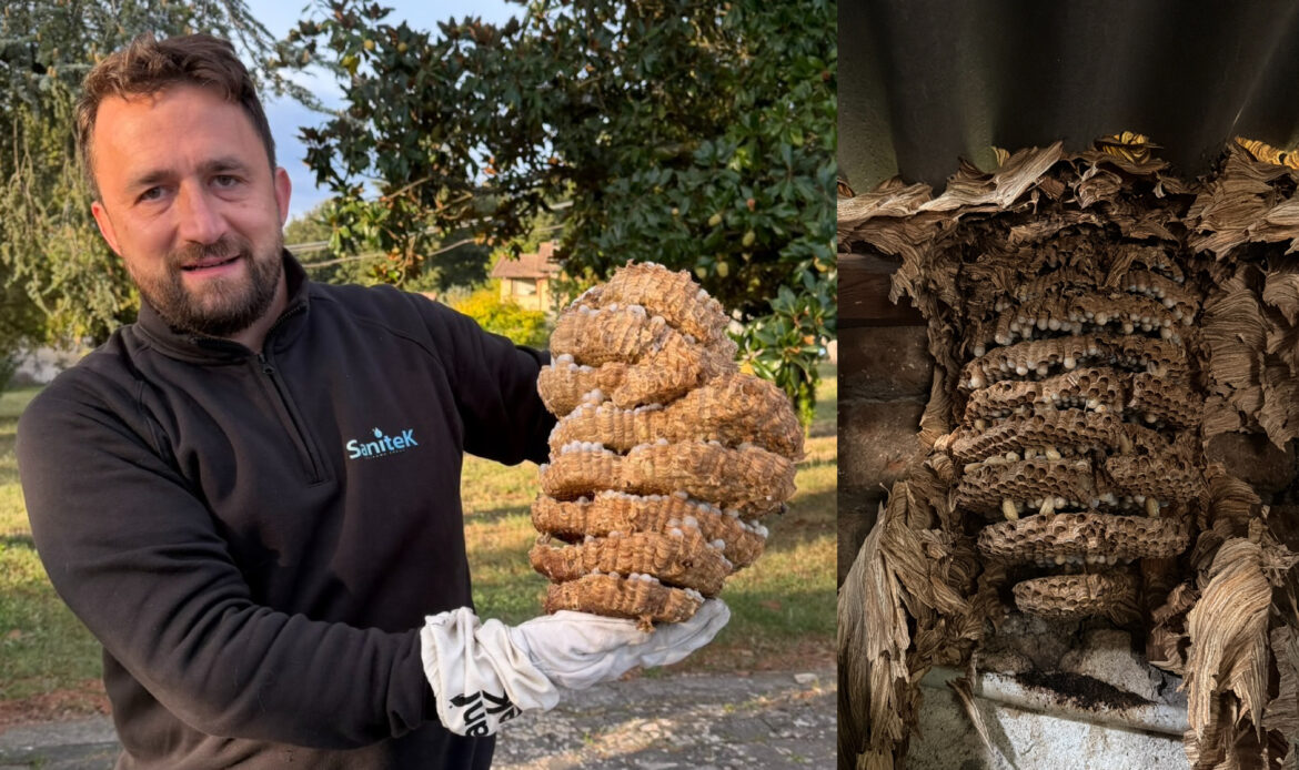 Daniele Martinelli mostra il grande nido di calabroni rimosso a Civitella San Paolo